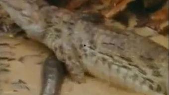 鳄鱼的视频吃瓜,惊险一幕再现自然奇观