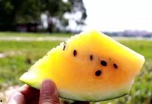 黄色吃瓜合集,黄色吃瓜合集大揭秘