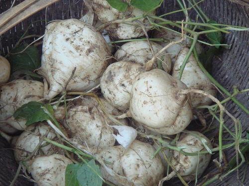 土瓜的怎么吃,探索家常美味新选择