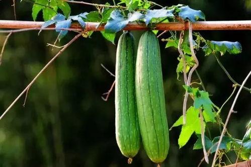 夏吃三瓜那三瓜,“夏吃三瓜”养生之道