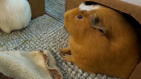 荷兰猪吃瓜怎么吃,探索瓜果的正确食用方法