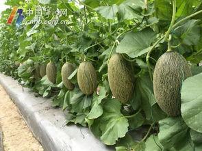 宁波吃瓜群,揭秘当地美食圈的热议与趣闻