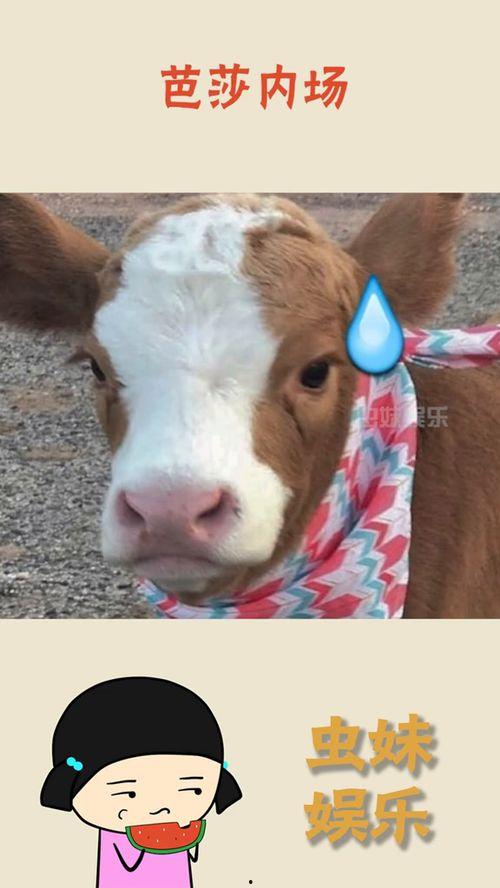 吃瓜抖音呱呱,呱呱带你领略短视频世界的趣味与疯狂